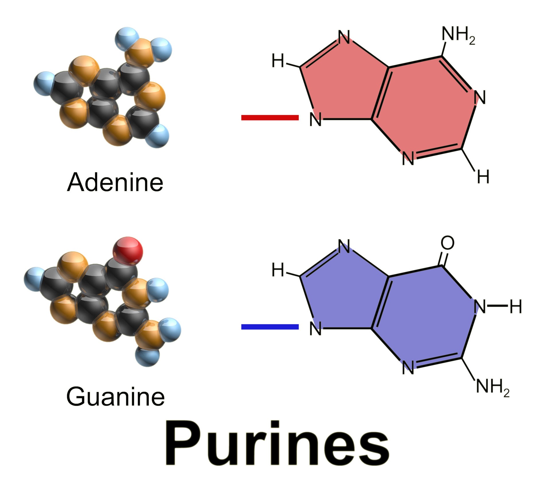 Purine Molecular Structure Isolated on White Stock Illustration -  Illustration of carbon, purine: 92006659