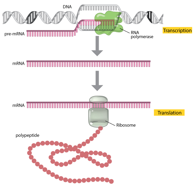 Cartoon of DNA -> mRNA -> Protein sequence