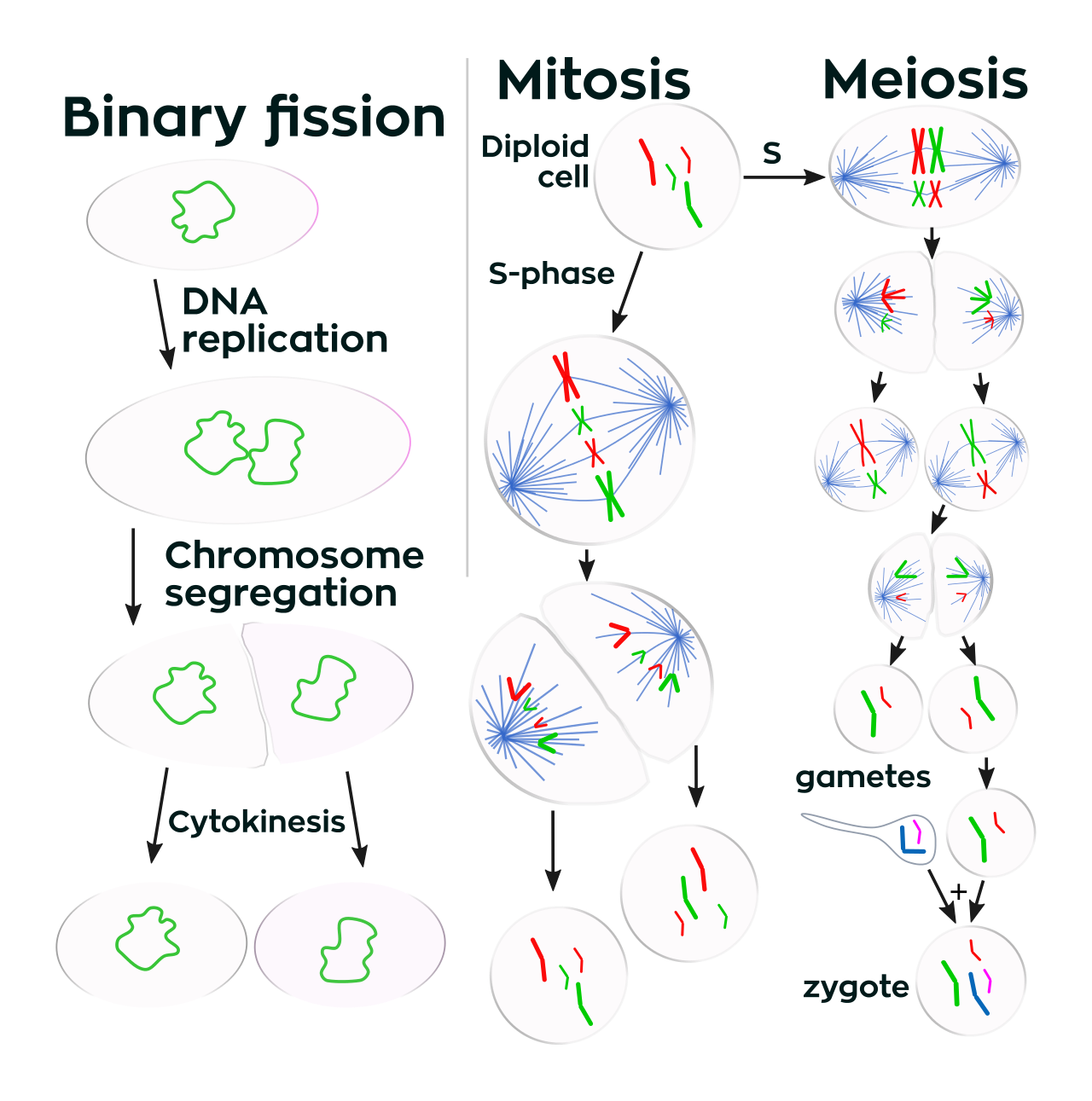 A few types of cell division: Binary Fission, Mitosis, and Meiosis