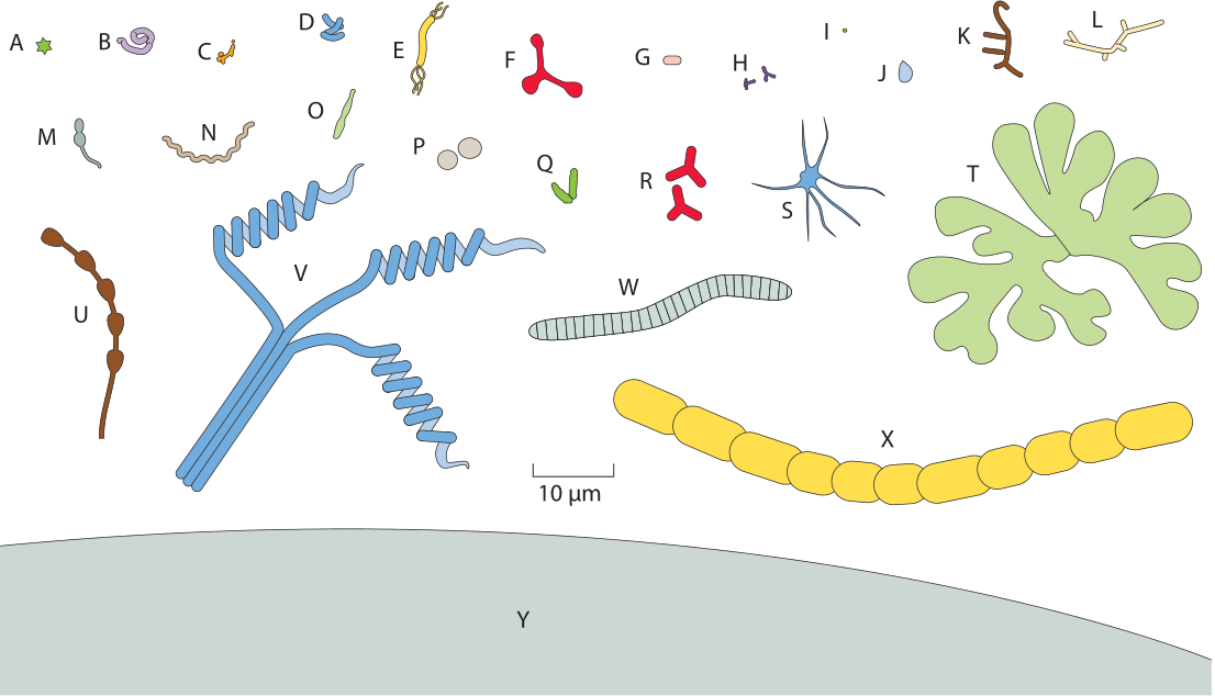 Cartoon of different microbial cells