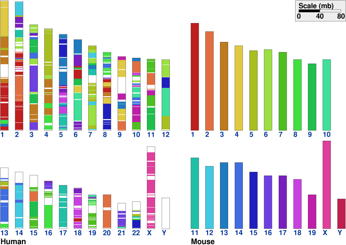 Human-mouse synteny diagram
