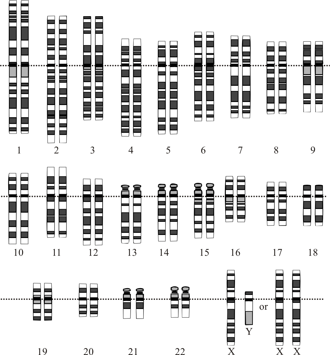 Karyotype 23 human chromosomes
