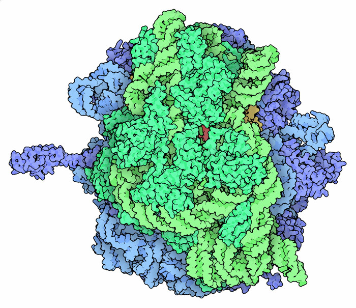 Picture of a bacterial ribosome