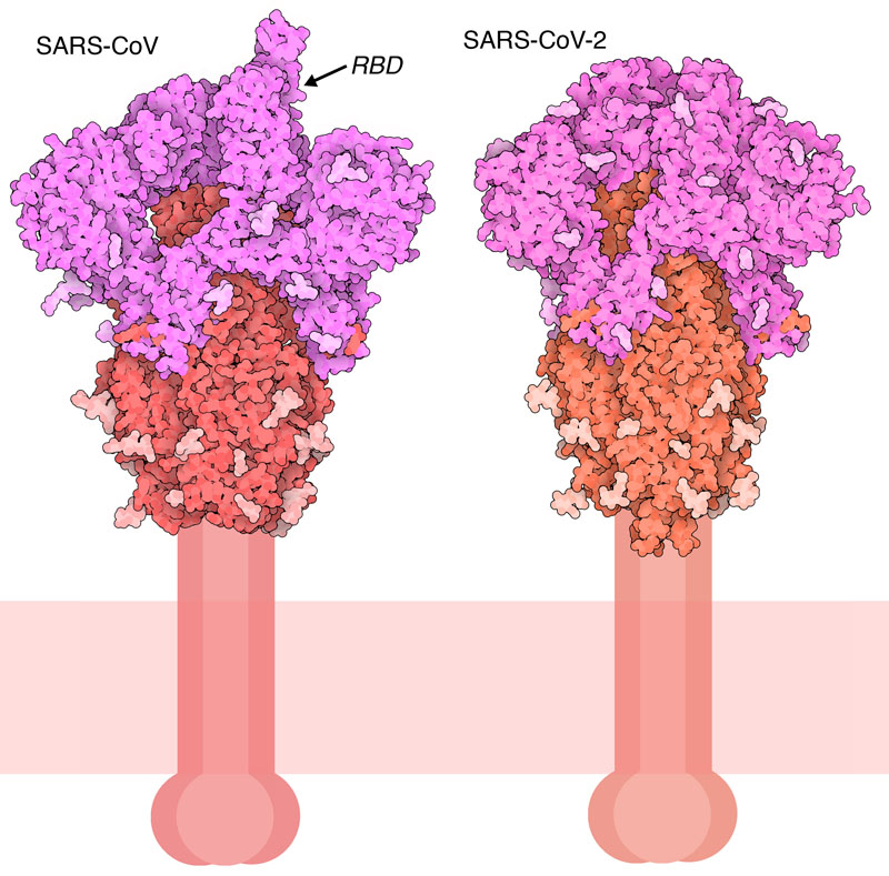 CoronaVirus spike protein  from Protein Data Bank
