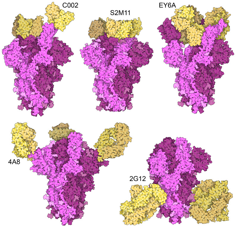Several Antibodies. From Protein DB