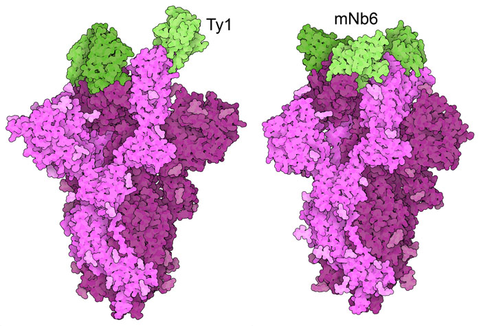 Nanobodies attach to the end of the spike protein, preventing its binding to ACE2